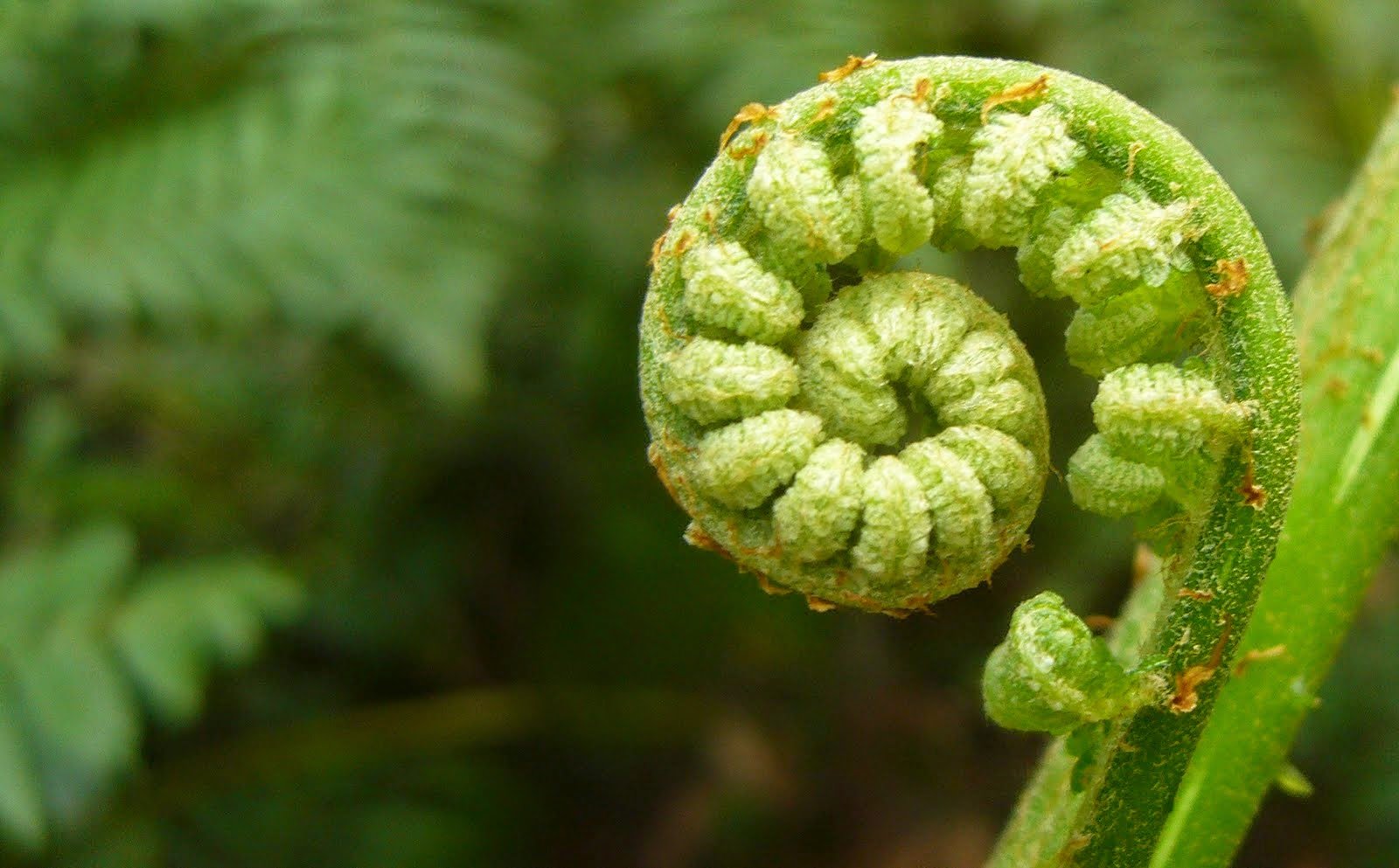fern uncurling