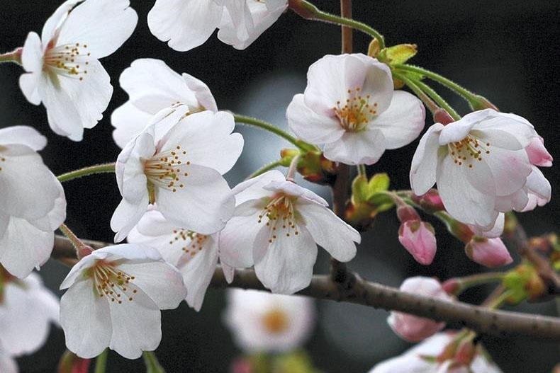 cherryblosoms